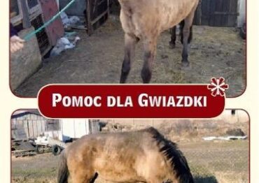 Apel o pomoc dla konia Gwiazdki