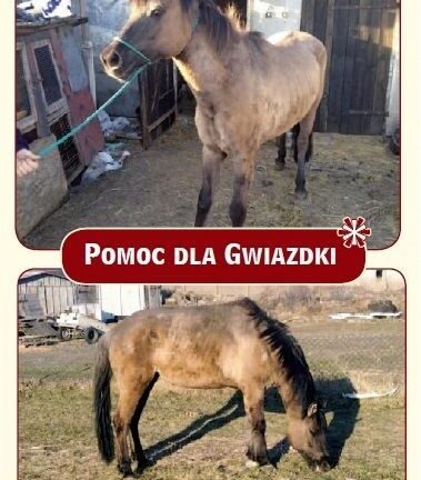 Apel o pomoc dla konia Gwiazdki