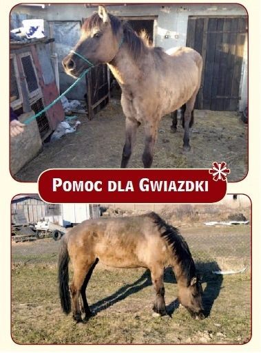 Apel o pomoc dla konia Gwiazdki