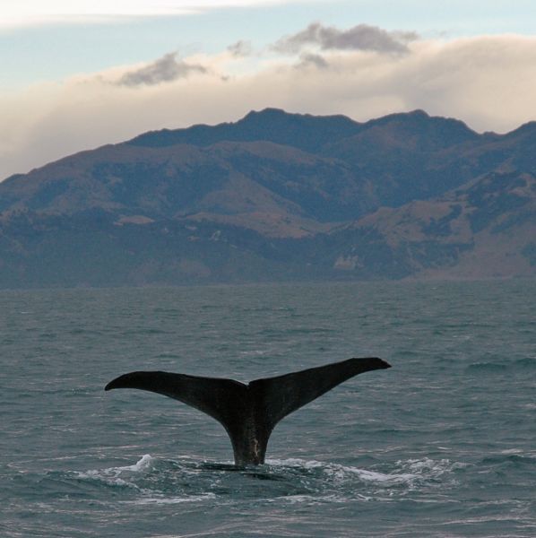 Apel w obronie wielorybów