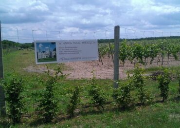 Tłumy na Święcie Konia w Pałacu Mierzęcin