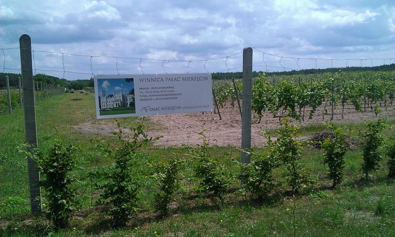 Tłumy na Święcie Konia w Pałacu Mierzęcin