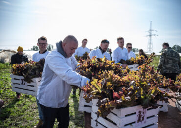 Przygoda z głąbikiem krakowskim trwa