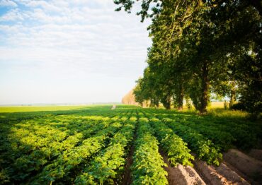 13 lipca Międzynarodowym Świętem Frytek