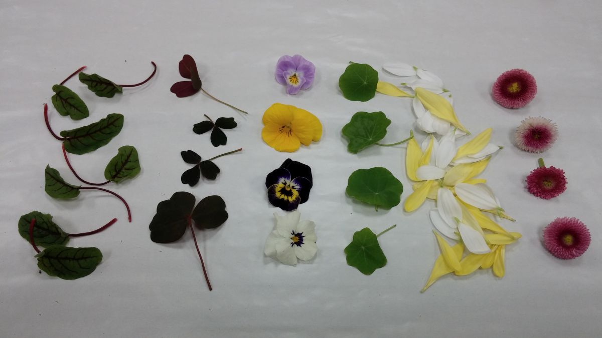 Kwiaty jadalne i mikro listki w Hurtowni Bukat