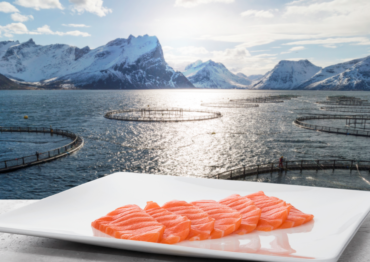 Norwescy hodowcy stawiają na dobrostan ryb