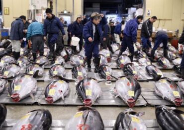 W Tokio tuńczyk sprzedany za 31 tys. euro