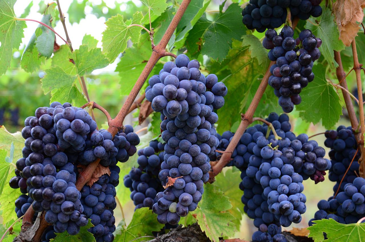 Ministerstwo Finansów chce wydłużyć ważność znaków akcyzy na wyroby winiarskie