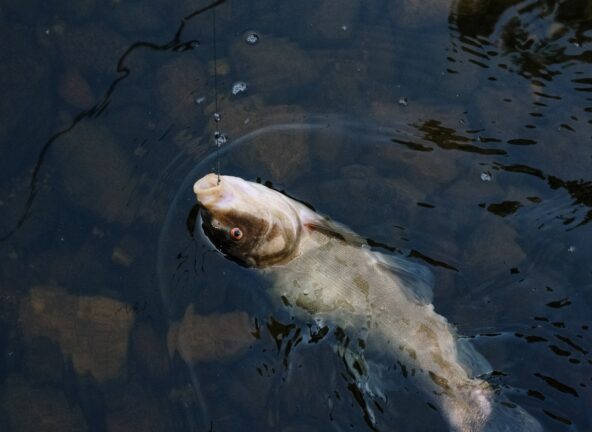 Listonic: Czy Polacy kupują mniej ryb?