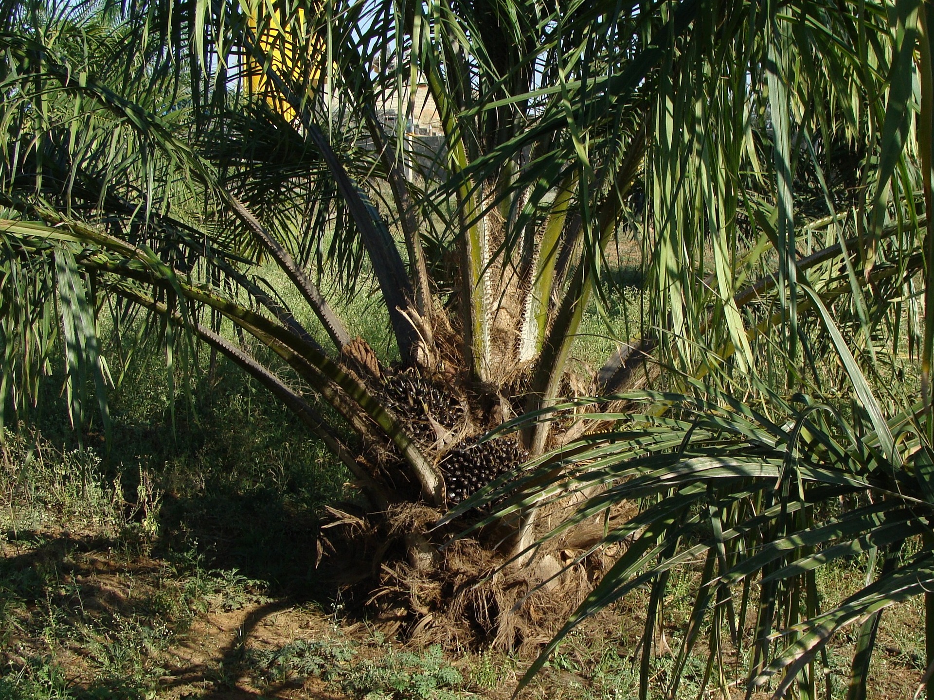 Czy Malezja wstrzyma eksport oleju palmowego do UE?