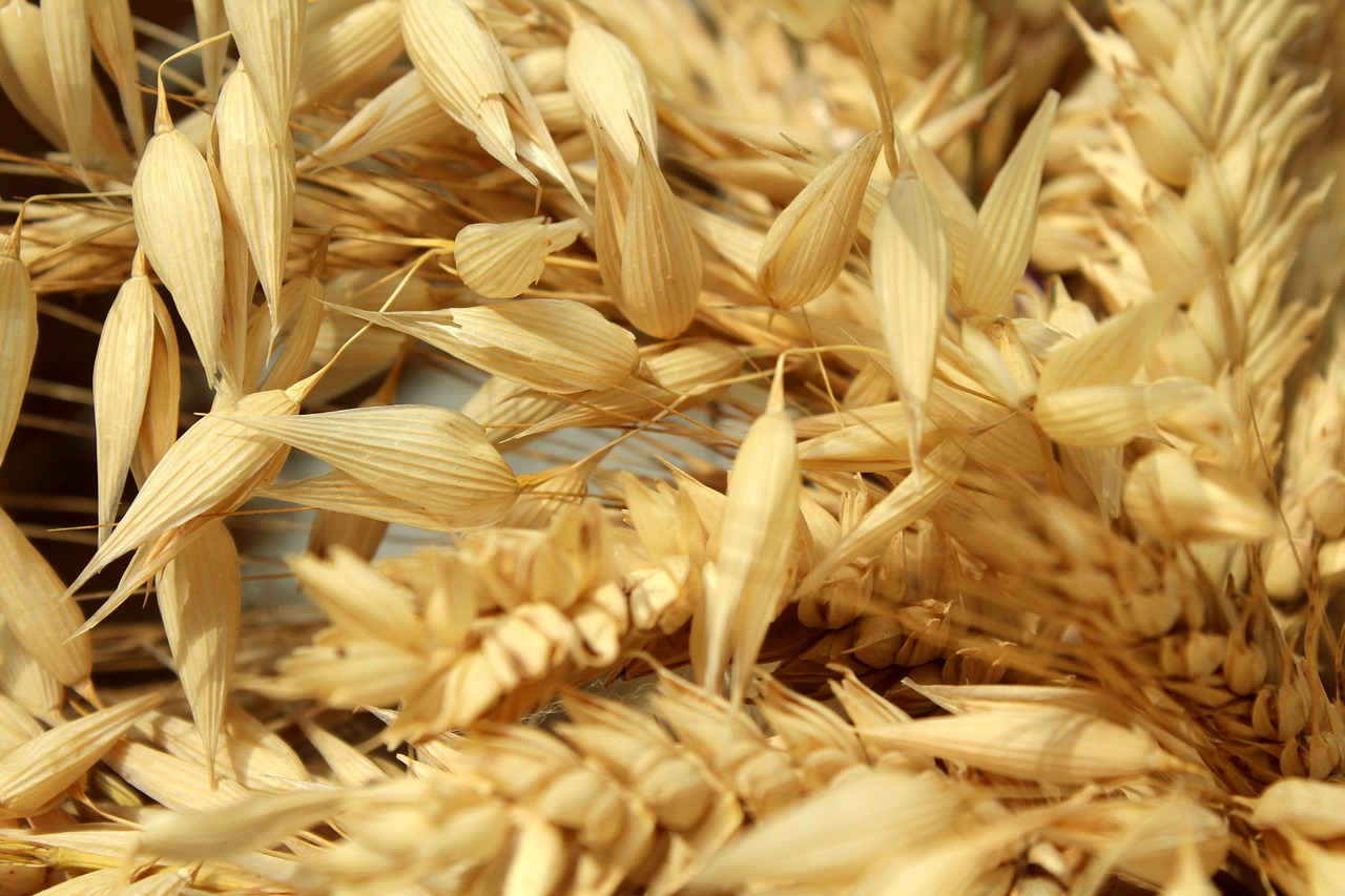 Izba Zbożowo-Paszowa: Czy będą problemy z wyeksportowaniem nadwyżki zbóż?