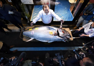 Japonia: Sprzedano najdroższego tuńczyka od 2019 r.