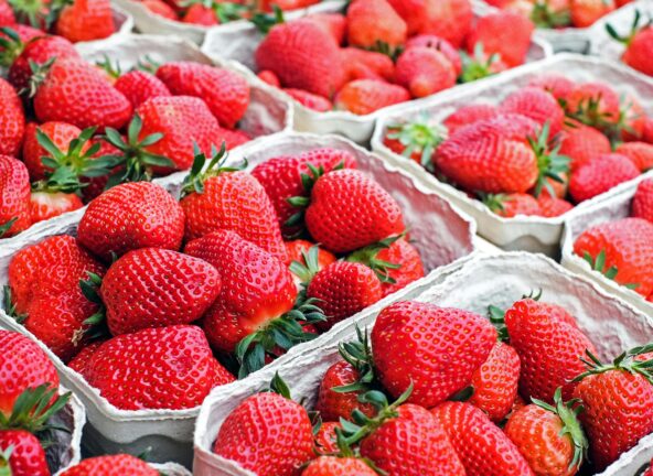 KOWR: Polska na drugim miejscu w UE w produkcji truskawek