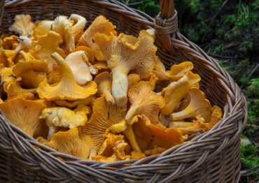 VII edycja „Grzybobrania dla Gastronomii” – Pomlewo