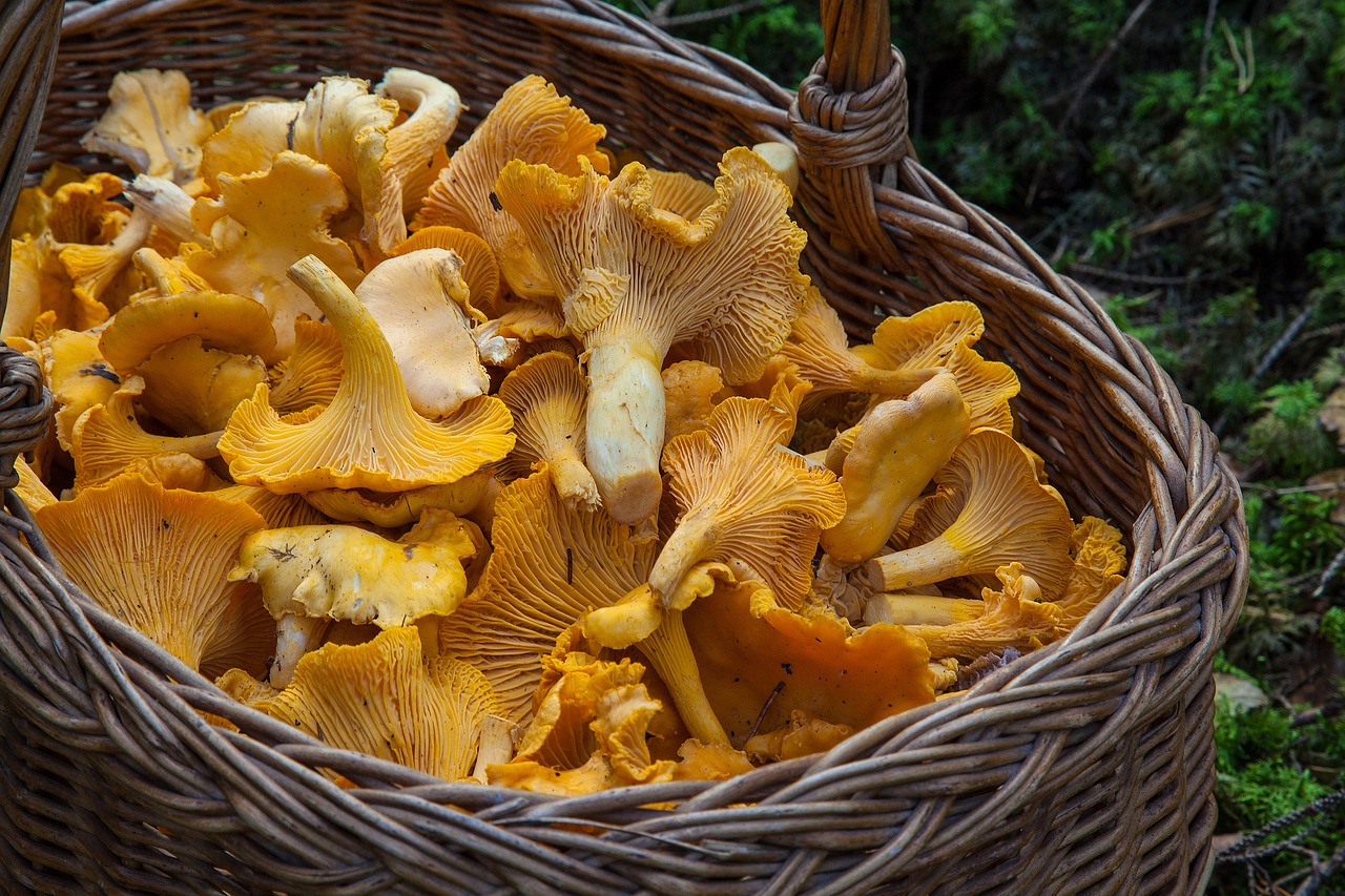 VII edycja „Grzybobrania dla Gastronomii” – Pomlewo