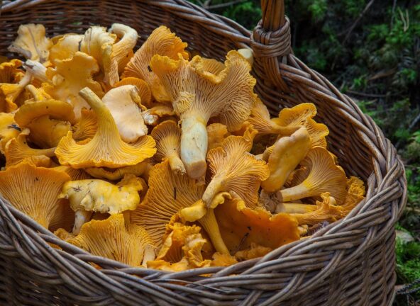 Grzybobranie dla gastronomii