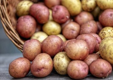 Kolorowe ziemniaki z Uniwersytetu w Siedlcach – polska odpowiedź na trend „superfoods”