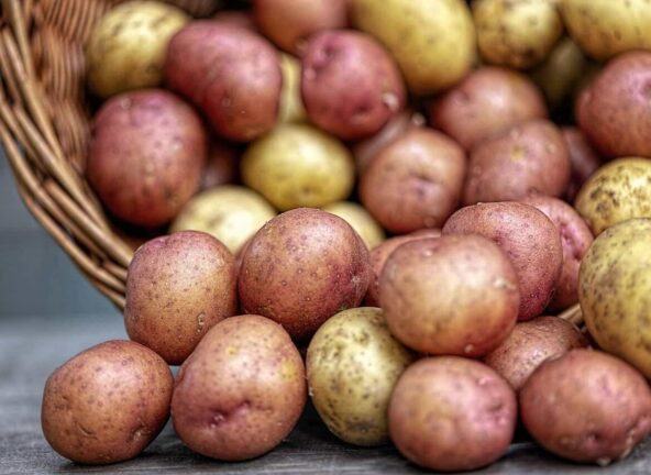Kolorowe ziemniaki z Uniwersytetu w Siedlcach – polska odpowiedź na trend „superfoods”