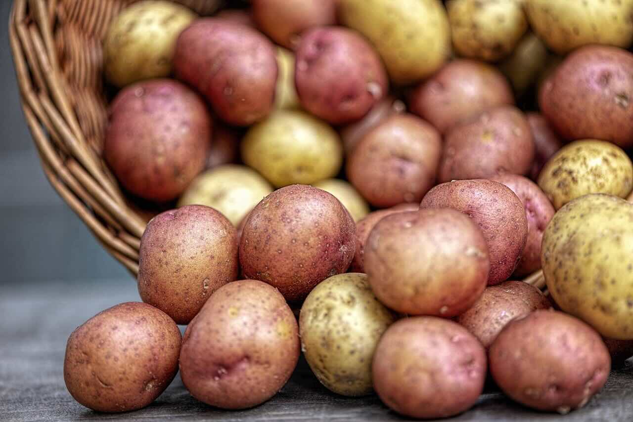 Kolorowe ziemniaki z Uniwersytetu w Siedlcach – polska odpowiedź na trend „superfoods”