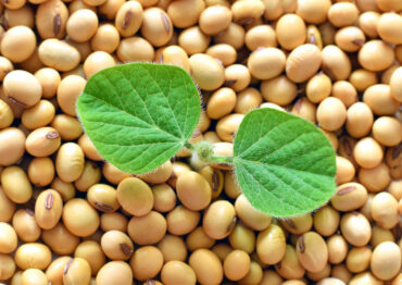 MRiRW: Polska o białku roślinnym i bezpieczeństwie żywnościowym na szczycie w Kopenhadze