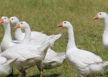 Gęsina nie tylko na św. Marcina – potencjał w gastronomii