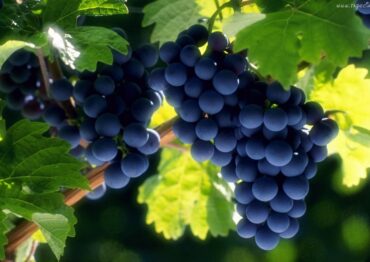 Nowe przepisy winiarskie od 18 marca br.