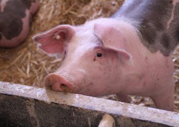 Trudna sytuacja producentów trzody chlewnej. Ministerstwo rolnictwa zapowiada systemowe wsparcie